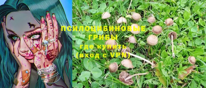 Псилоцибиновые грибы Psilocybe  Чусовой 